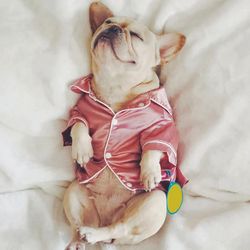 Luxury Pet Dog Pajamas Soft Silk Pet Coat Clothing For Small Dogs