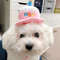 B9vPPet-Dog-Toy-Cute-Birthday-Cake-Squeaky-Toys-Bite-Resistant-Bone-Shape-Stuffed-Toy-Cat-Puppy.jpg