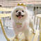 MyANINS-Pet-Supplies-Dog-Birthday-Mouth-Towel-Party-Triangle-Towel-Pawty-Cat-Dog-Crown-Headwear-Cute.jpg