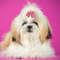 MxOE20PCS-Red-Pink-Series-Dog-Bows-Valentine-s-Day-Bows-for-Dogs-Cute-Cat-Dog-Bows.jpg