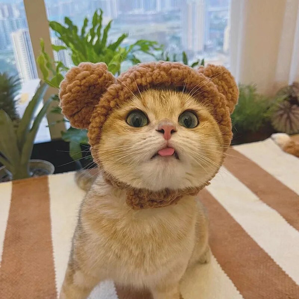 qyCnFunny-Cat-Cap-Bear-Plush-Head-Cover-Cute-Cat-Dog-Woven-Warm-Headdress-Pet-Hat-Kitten.jpg