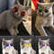 I5Q0Handsome-Pet-Cat-Glasses-Eye-wear-Sunglasses-for-Small-Dog-Cat-Pet-Photos-Props-Accessories-Top.jpg
