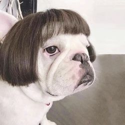 Pet Wigs & Cross-Dressing Accessories: Funny Costumes for Dogs & Cats
