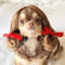 d3RqPet-Wigs-Cosplay-Props-Funny-Dogs-Cats-Cross-Dressing-Hair-Hat-Costumes-Head-Accessories-For-Halloowen.jpg