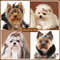 6j5F20PCS-Dog-Hair-Bows-Rubber-Bands-Pet-Small-Dog-Cat-Bowknot-Cute-Dogs-Bows-For-Dogs.jpg