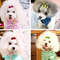 Nj4c10-Pieces-Plastic-Pet-Hair-Clips-Sunglasses-Shape-Hairpin-For-Small-Dog-10-Colors-Cute-Heart.jpg
