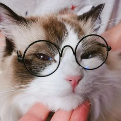 Round Cat Sunglasses: Vintage Reflection Eyewear for Pets