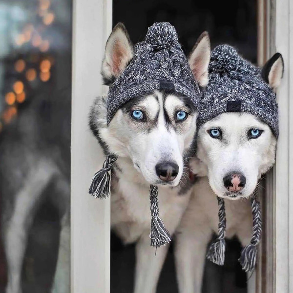 nazDWinter-Warm-Dog-Hats-Windproof-Knitting-French-Bulldog-Hat-For-Dogs-Chihuahua-Hat-Fluffy-Ball-Pet.jpg