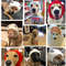 RZ7SQuiet-Dog-Ear-Muffs-Noise-Protection-Pet-Ears-Covers-Knitted-Hat-Anxiety-Relief-Winter-Warm-Earmuffs.jpg