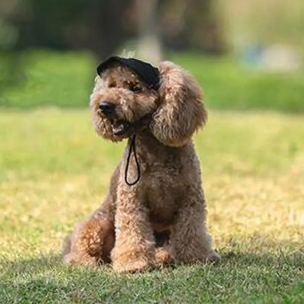 maEePet-Dog-Cap-Adjustable-Puppy-Baseball-Hat-Oxford-Cap-Dog-Baseball-Visor-Hat-With-Ear-Holes.jpg