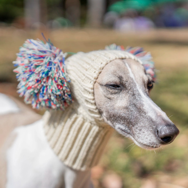 O2l9Italian-Greyhound-Whippet-hat-with-fur-ball-pet-hat-in-winter-elastic-wool-puppy-big-dog.jpg