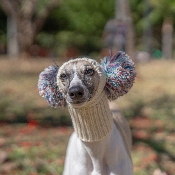 2uFYItalian-Greyhound-Whippet-hat-with-fur-ball-pet-hat-in-winter-elastic-wool-puppy-big-dog.jpg