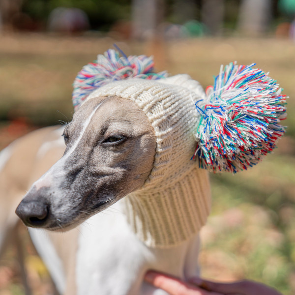 uSnEItalian-Greyhound-Whippet-hat-with-fur-ball-pet-hat-in-winter-elastic-wool-puppy-big-dog.jpg