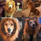 O4xXDog-Cosplay-Clothes-Costume-for-Large-Dogs-Lion-Mane-Dogs-Cap-Party-Decoration-Pet-Accessories-Dog.jpg