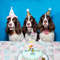 PmJmShiny-Dog-Birthday-Hat-Decorative-Dog-Hat-Pet-Headband-Pet-Headwear-for-Dogs-Cats.jpg