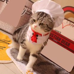 pet cooking king transformation costume for cats & dogs