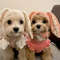 M58mINS-Cute-Rabbit-Ears-Warm-Cold-Dog-Hats-Pet-Knitting-Fall-And-Winter-Warm-Cat-Puppy.jpg