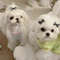 zXuc10-20-30Pcs-Dog-Grooming-Hair-Bows-Mix-Printing-Colours-Small-Dogs-Accessories-Puppies-Hair-Rubber.jpeg