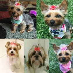 New Pet Dog Bows: Various Styles with Diamonds - Grooming Supplies