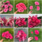 Pink Series Wedding Floral Arrangement Artificial Rose Hydrangea Plant Leaves Room Home Table Vase 1