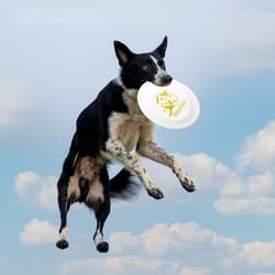 durable interactive dog training flying disc perfect for outdoor fun & puppy training