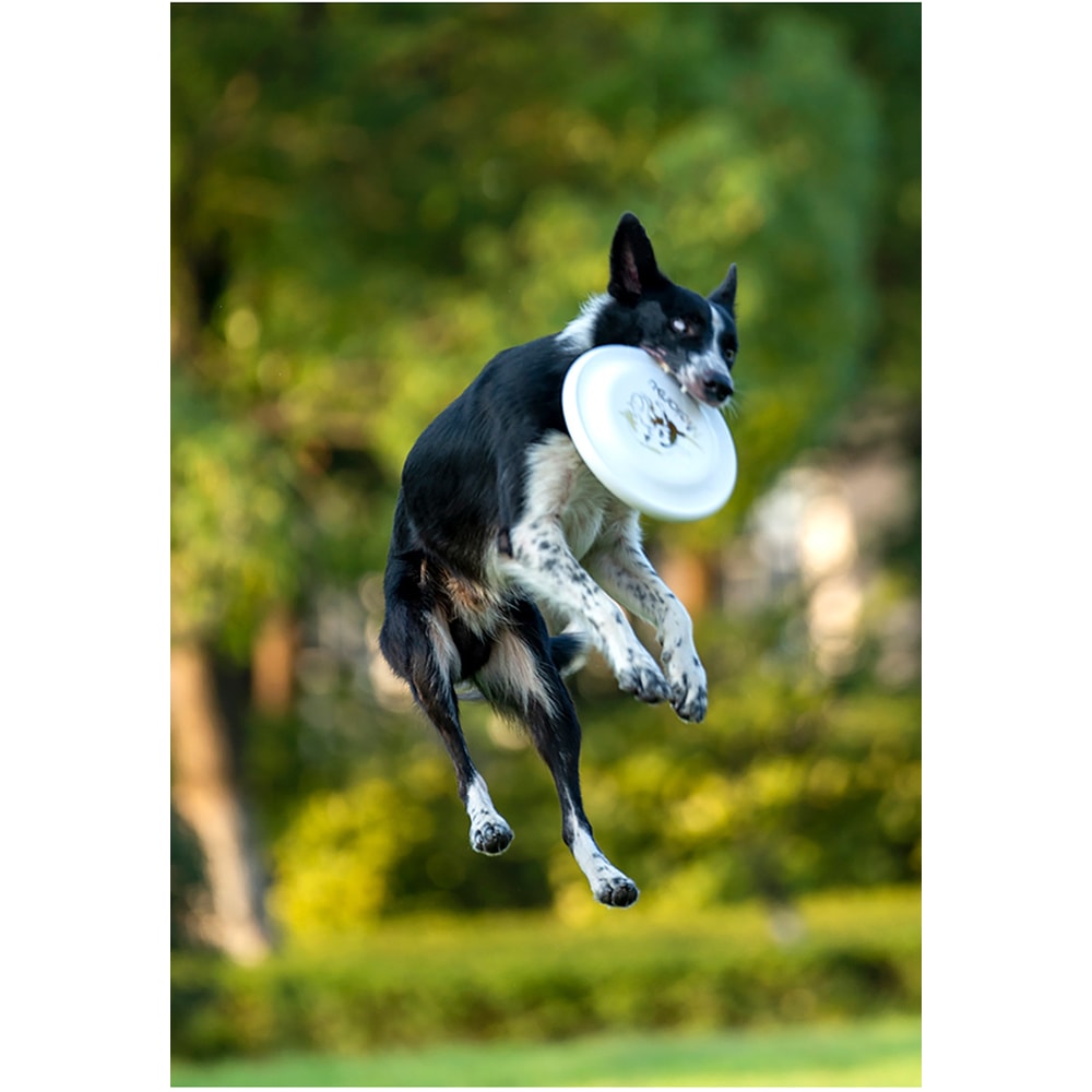Durable Interactive Dog Training Flying Disc Perfect For Outdoor Fun Puppy Training 1