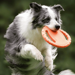 steering wheel dog frisbee floating fetch toy for interactive training