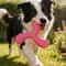Dog Boomerang Frisbee Floating Fetch Toy For Active Dogs 1