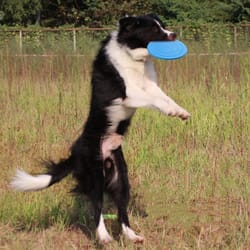floating dog frisbee ring toy for fetch training and outdoor play