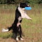 Floating Dog Frisbee Ring Toy For Fetch Training And Outdoor Play 0