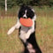 Float Ring Dog Flying Disc Training Toy For Fetch And Water Play 0