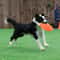 Soft Dog Frisbee Floating Fetch Toy For Training And Active Play 1