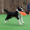 Soft Dog Frisbee Floating Fetch Toy For Training And Active Play 1