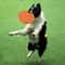 Soft Silicone Dog Flying Disc Interactive Fetch Toy For Training And Play 3