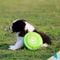 Lightweight Dog Training Disc For Obedience Interactive Play 1
