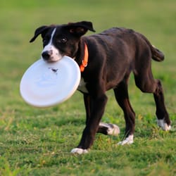lightweight dog training disc for obedience & interactive play