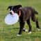 Lightweight Dog Training Disc For Obedience Interactive Play 0