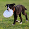 Lightweight Dog Training Disc For Obedience Interactive Play 0