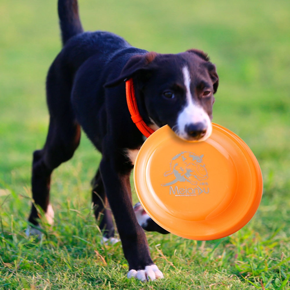 Lightweight Dog Training Disc For Obedience Interactive Play 3