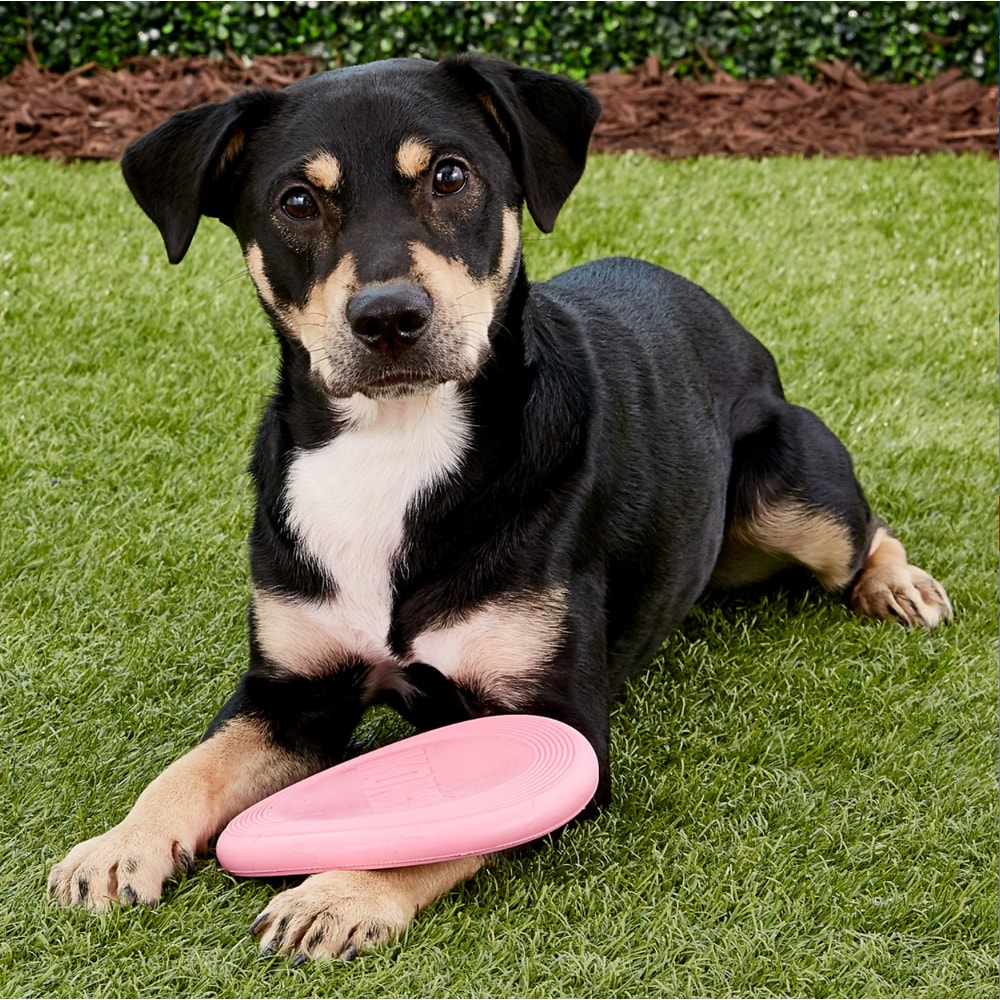 Puppy Flyer Soft Rubber Fetch Disc for Puppies