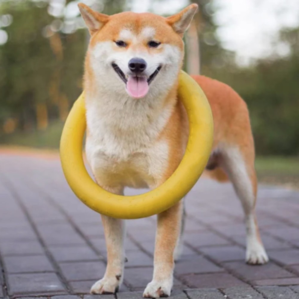 Floating Dog Ring Toy For Fetch Training And Chewing 1