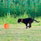 Easy Catch Dog Training Disc Toy For Puppies And Adult Dogs 4