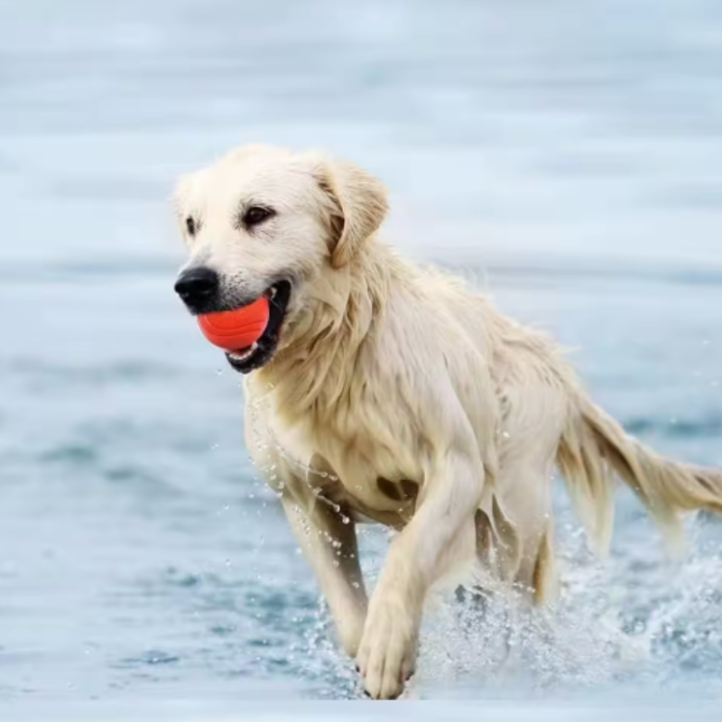 Durable Rubber Dog Ball for Aggressive Chewers Fetch Toy
