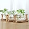 Wooden Frame Terrarium Planter With Hydroponic Glass Vases For Indoor Plant Display 0