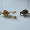 Vintage Turtle Cabinet Knob Brass Gold Drawer Pull