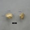Brass Shell Cabinet Knobs Gold Drawer Pulls for Cupboards and Furniture