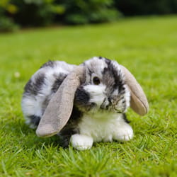 soft stuffed animal bunny plush rabbit toy for kids & home decor