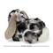 Soft Stuffed Animal Bunny Plush Rabbit Toy for Kids & Home Decor