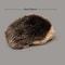 Plush Hedgehog Toy Soft Stuffed Animal Gift for Kids