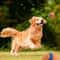 Premium Durable Dog Ball Toy Chew Resistant Fetch Elastic Bouncy Play Ball For Small Large Dogs 1